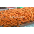 shandong carota fresca 2018